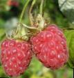 Raspberries varieties Zeva Photo and characteristics