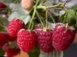 Raspberries  Doch Vislukhi grade Photo