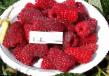 Raspberries varieties Bryanskoe divo Photo and characteristics