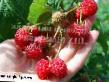 Raspberries  Osennyaya krasavica grade Photo