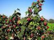 Raspberries varieties Atlant  Photo and characteristics