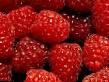Raspberries  Polana grade Photo