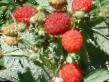 Raspberries varieties Mulatka Photo and characteristics