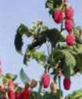 Raspberries varieties Zarya vechernyaya Photo and characteristics