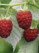 Raspberries varieties Vera Photo and characteristics