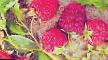 Raspberries varieties Kredo Photo and characteristics