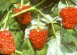Raspberries varieties Lazarevskaya Photo and characteristics