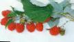 Raspberries  Lyubetovskaya grade Photo