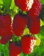 Raspberries  Novost Kuzmina grade Photo