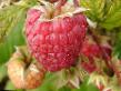 Raspberries  Gusar grade Photo