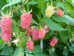 Raspberries  Taganka grade Photo