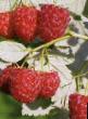 Raspberries  Illyuziya grade Photo