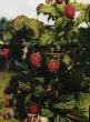 Raspberries varieties Sputnica Photo and characteristics