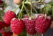 Raspberries  Herakl grade Photo
