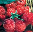 Raspberries varieties Scheunemann Photo and characteristics