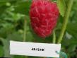 Raspberries  Phenomenon grade Photo