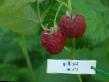 Raspberries  Molling Promise grade Photo