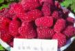 Raspberries  Rubinovoe ozherele grade Photo