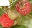 Raspberries  Besshipaya grade Photo