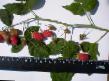 Raspberries  Alaya rossyp grade Photo