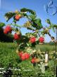 Raspberries  Avrora grade Photo