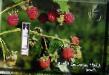 Raspberries varieties Amfora Photo and characteristics