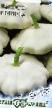 Le zucchine patissone  Belye-13 la cultivar foto