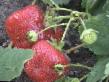 Φράουλες ποικιλίες Brajjton φωτογραφία και χαρακτηριστικά