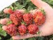 Strawberry varieties Zemklunika otbornaya Photo and characteristics
