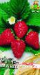 Strawberry varieties Renessans Photo and characteristics