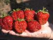 Lesní jahody druhy Ehldorado fotografie a charakteristiky