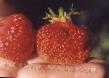 une fraise les espèces Marmion Photo et les caractéristiques