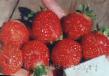 Φράουλες ποικιλίες Korona φωτογραφία και χαρακτηριστικά