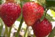 une fraise les espèces Khonejj  Photo et les caractéristiques