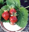 une fraise  Ehrliglou l'espèce Photo