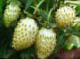 une fraise les espèces Belyjj lotos  Photo et les caractéristiques