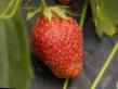 Lesní jahody druhy Ehros fotografie a charakteristiky