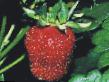 Lesní jahody  Kokinskaya otbornaya druh fotografie