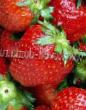 une fraise  Kupchikha l'espèce Photo