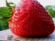 une fraise les espèces Festivalnaya romashka Photo et les caractéristiques
