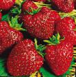 une fraise  Moskovskijj delikates l'espèce Photo