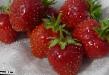 une fraise les espèces Rosinka   Photo et les caractéristiques