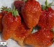 une fraise  Orlec   l'espèce Photo