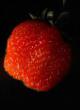Lesní jahody druhy Rannyaya Makheraukha  fotografie a charakteristiky