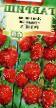 Lesní jahody  Rozea (muskatnaya) druh fotografie