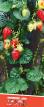 Lesní jahody druhy Girlyanda  fotografie a charakteristiky