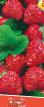 une fraise les espèces Kaskad Photo et les caractéristiques