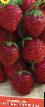 Strawberry varieties Moskovskaya rannyaya Photo and characteristics
