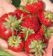 une fraise  Nehnsi l'espèce Photo