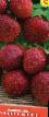 Lesní jahody druhy Pervyjj Pocelujj  fotografie a charakteristiky